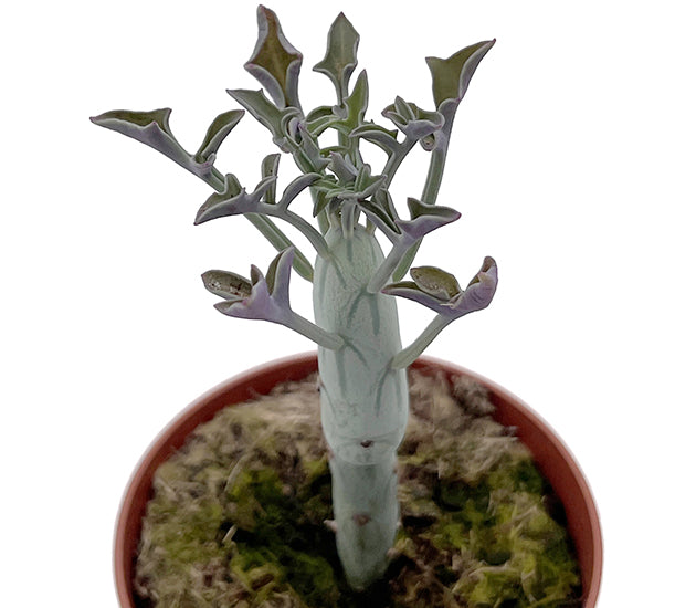 Senecio articulatus - außergewöhnliche Sukkulente