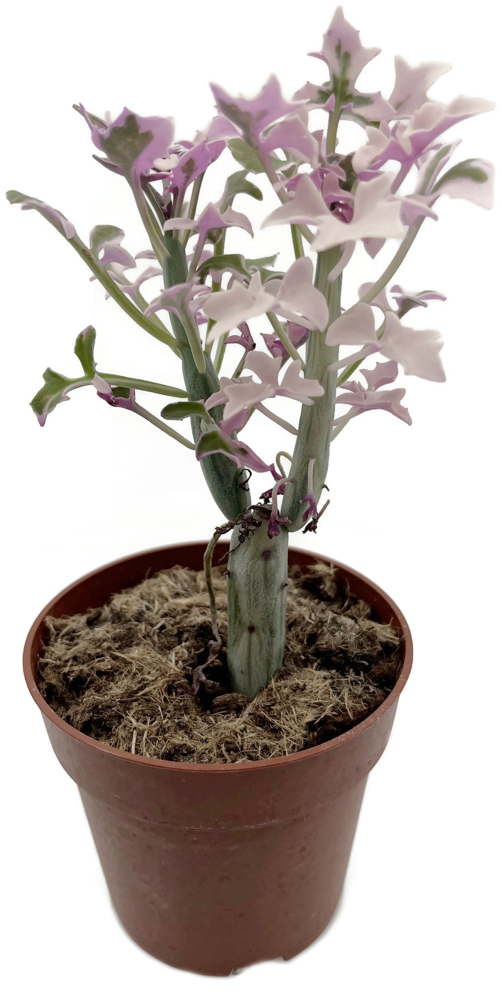 Senecio articulatus f. varegatus