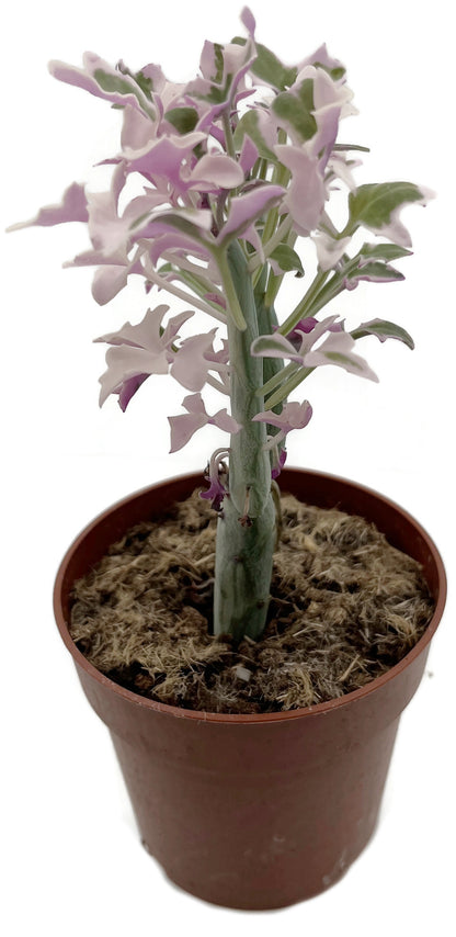 Senecio articulatus f. varegatus