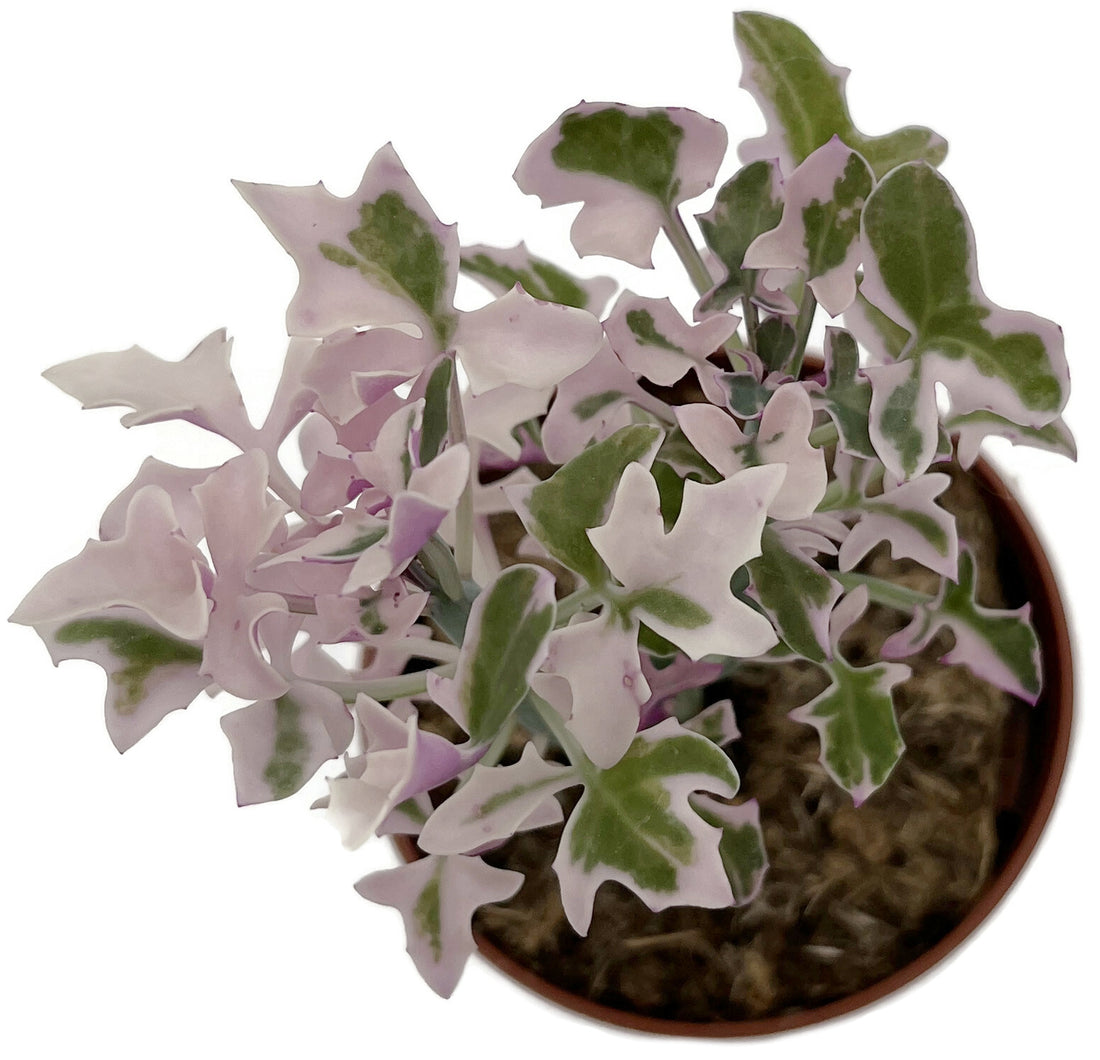 Senecio articulatus f. varegatus