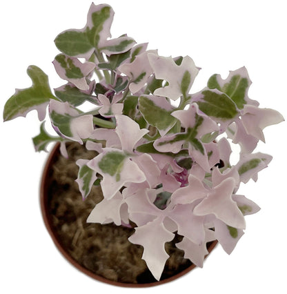 Senecio articulatus f. varegatus