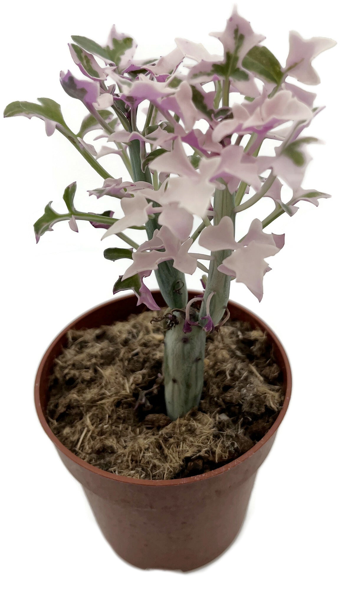 Senecio articulatus f. varegatus