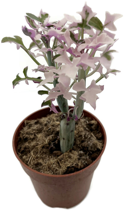 Senecio articulatus f. varegatus