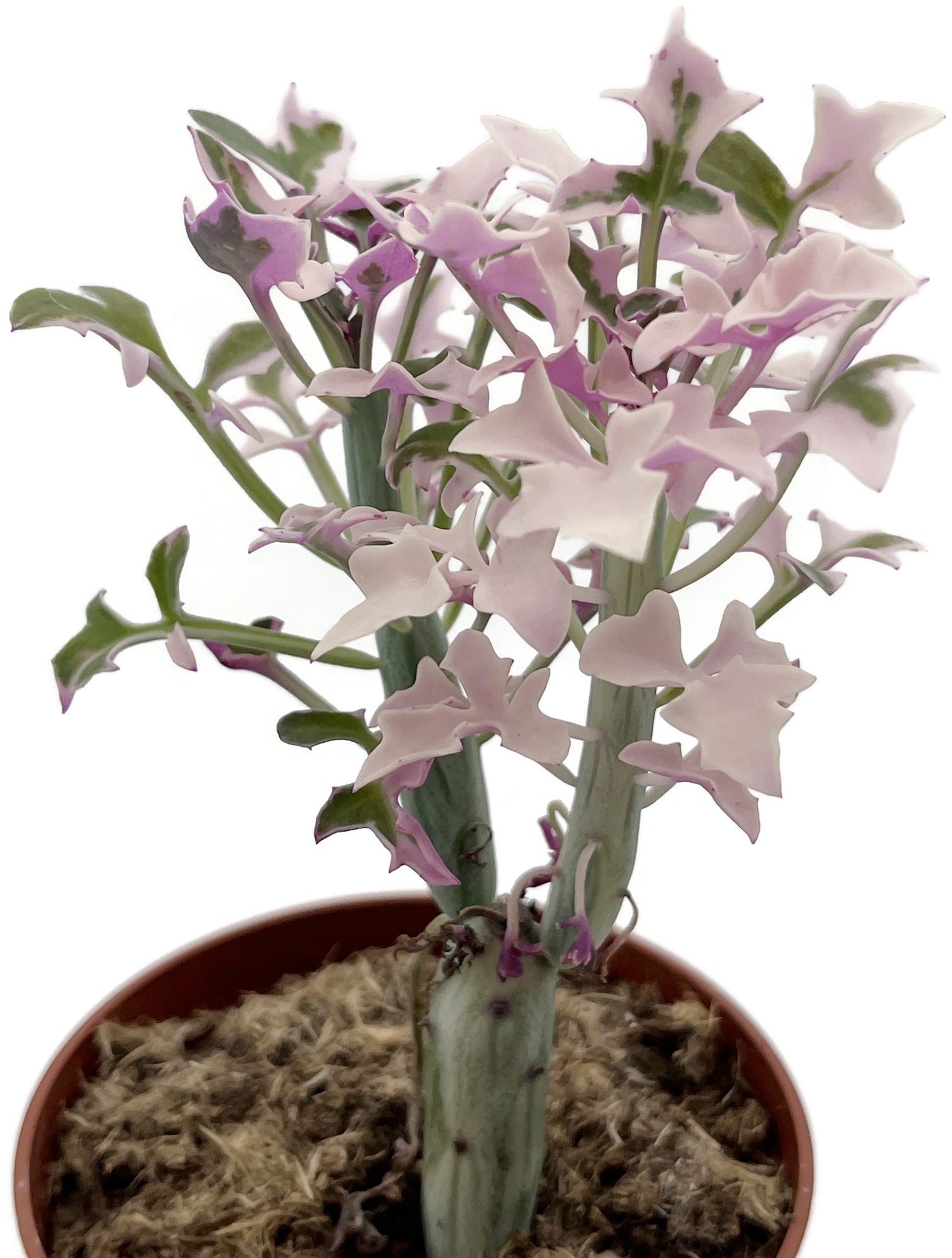Senecio articulatus f. varegatus