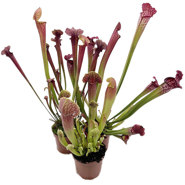 Sarracenia-Set "Amuse-Gueule"