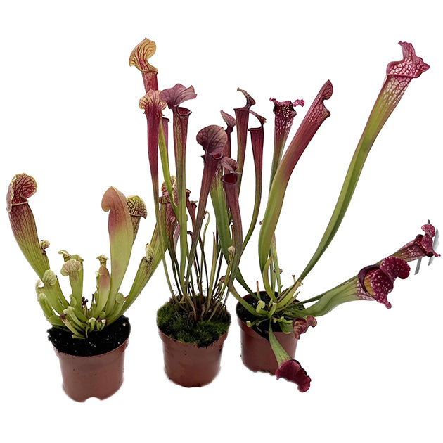 Sarracenia-Set "Amuse-Gueule"
