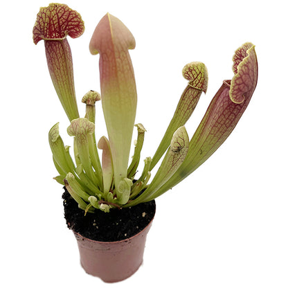 Sarracenia-Set "Amuse-Gueule"