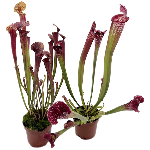 Sarracenia-Set "Amuse-Gueule"