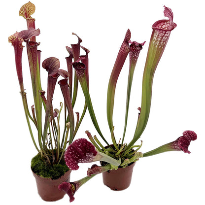Sarracenia-Set "Amuse-Gueule"