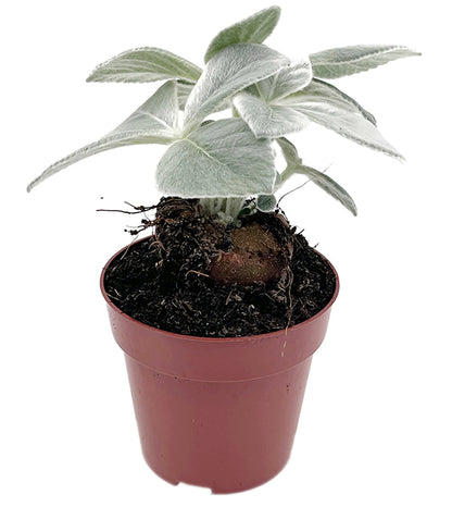 Sinningia leucotricha - brasilianisches Edelweiß
