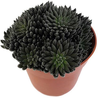 Sinocrassula yannanensis &quot;Napoli Noire&quot; - Chinesisches Dickblatt