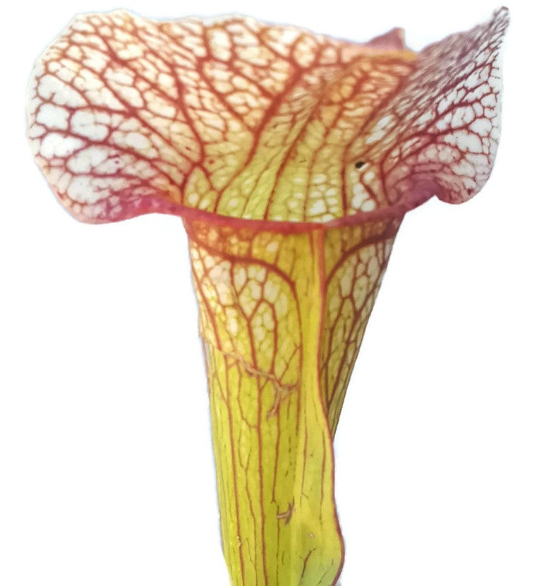 Sarracenia X "Sky Watcher" MKH 102