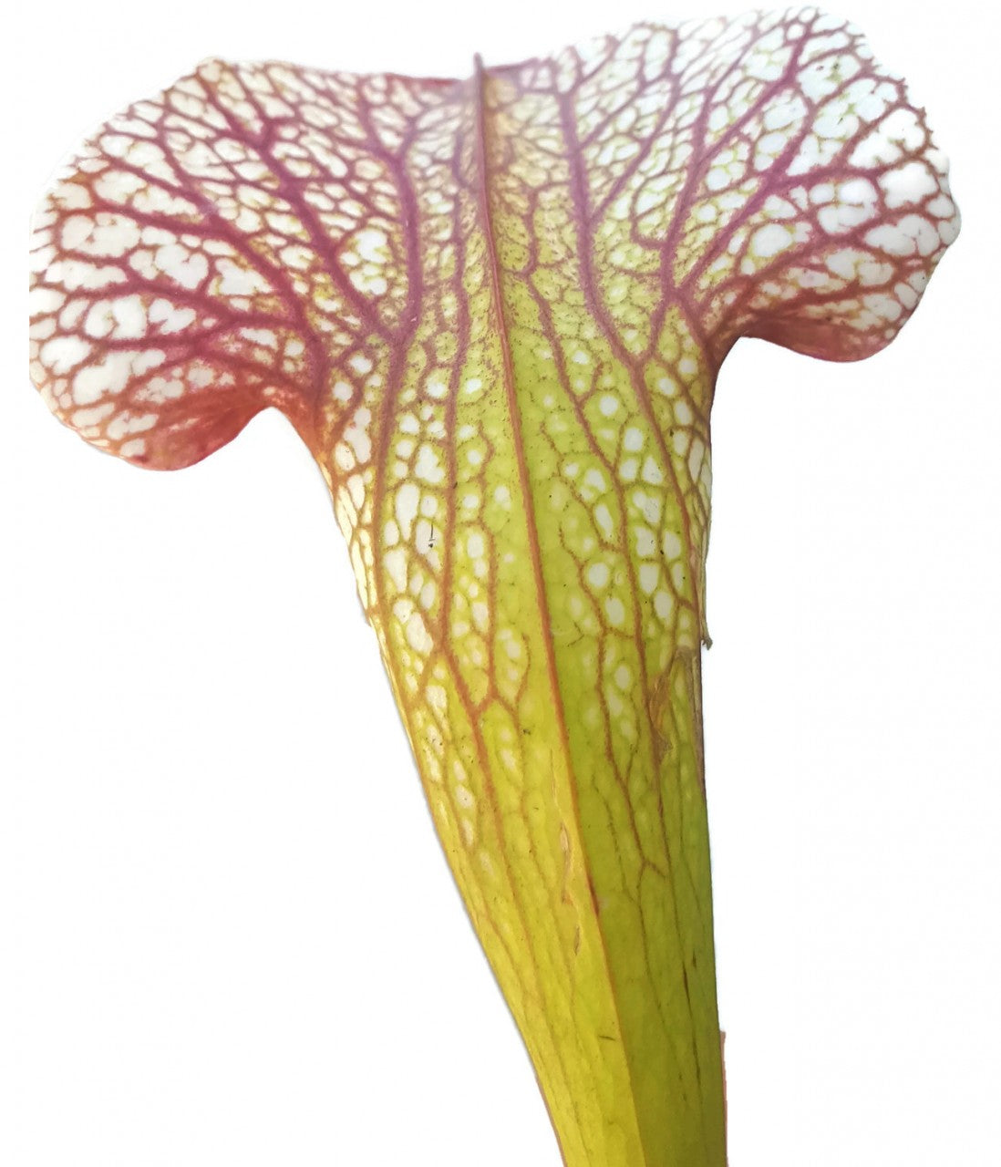 Sarracenia X "Sky Watcher" MKH 102