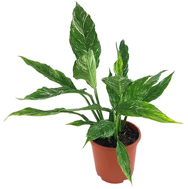 Spathiphyllum "Diamond" - panaschiertes Einblatt