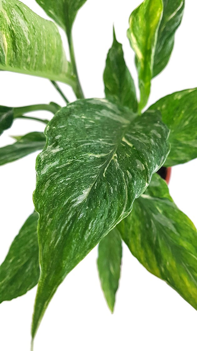 Spathiphyllum &quot;Diamond&quot; - panaschiertes Einblatt