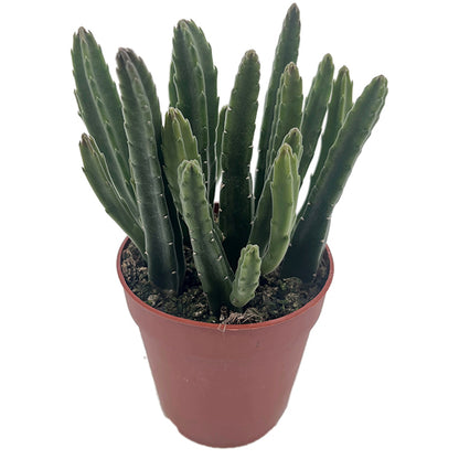 Stapelia leendertziae - Aasblume
