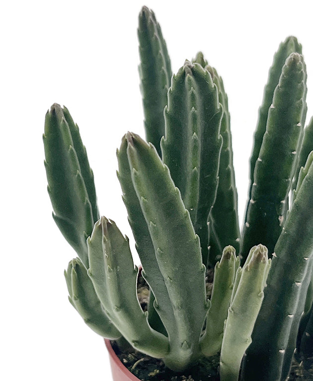 Stapelia leendertziae - Aasblume