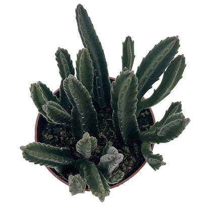 Stapelia leendertziae - Aasblume
