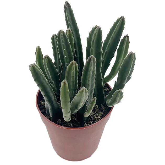 Stapelia leendertziae - Aasblume