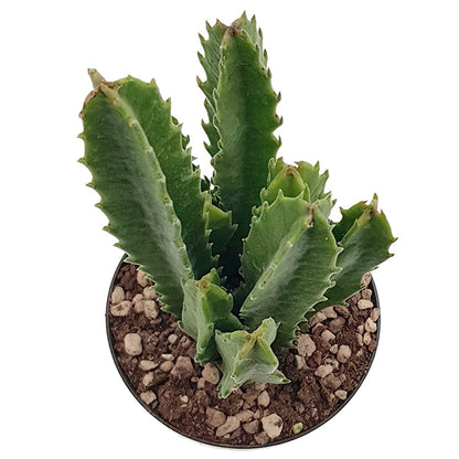Stapelia gigantea - groß blühende Aasblume