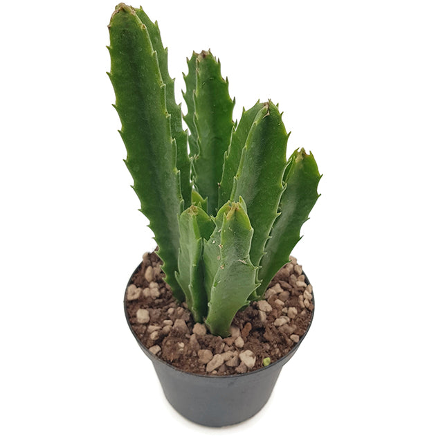 Stapelia gigantea - groß blühende Aasblume