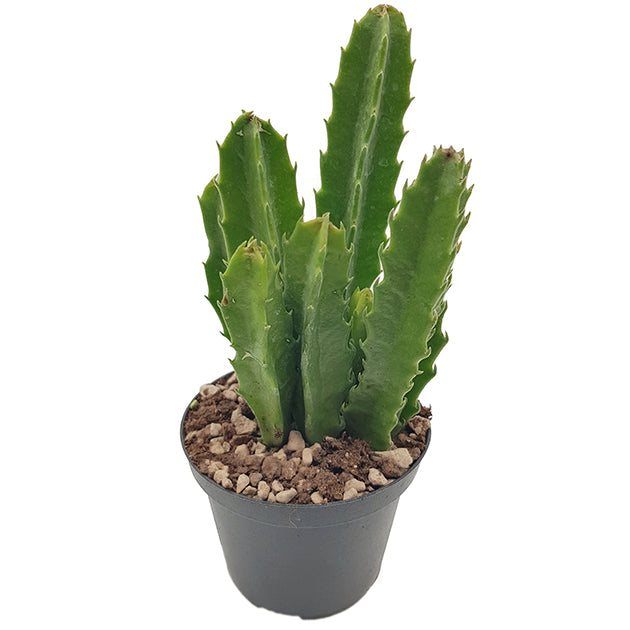 Stapelia gigantea - groß blühende Aasblume