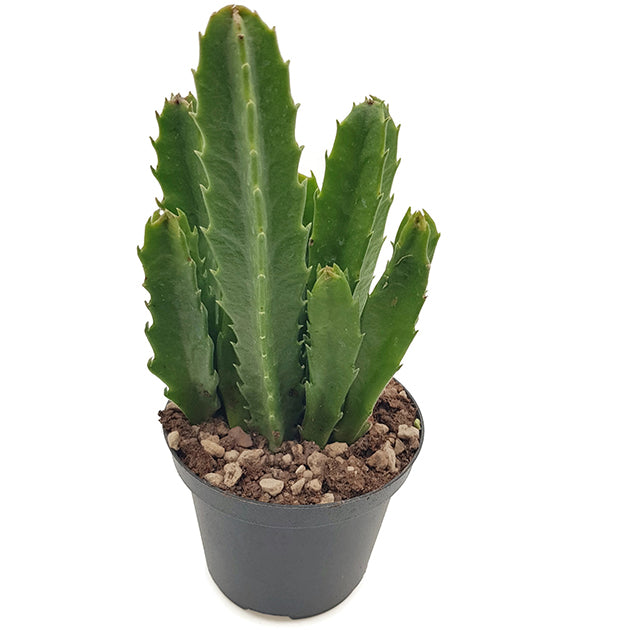 Stapelia gigantea - groß blühende Aasblume