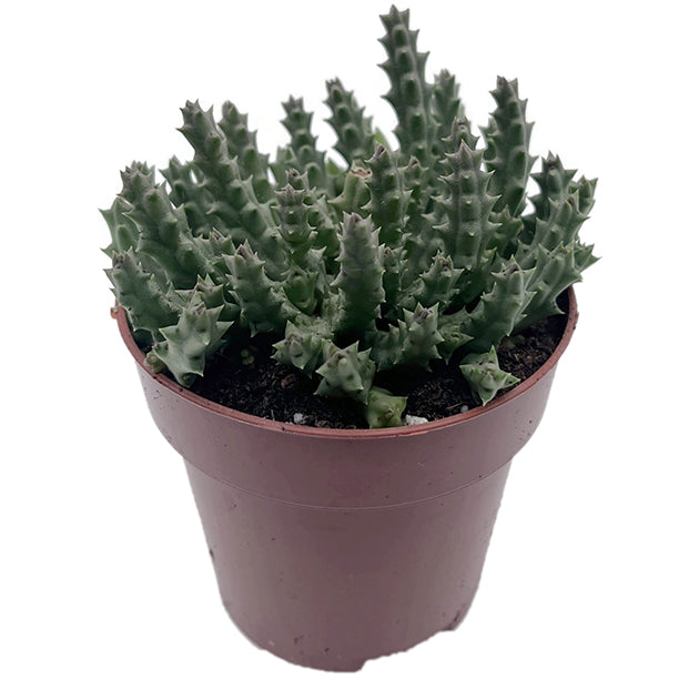 Stapelia Collection – seltene Aasblumen im 4er-Pack