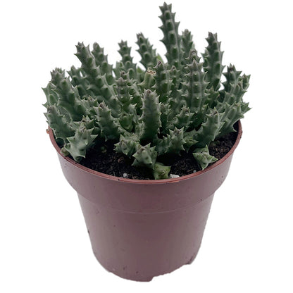 Stapelia Collection – seltene Aasblumen im 4er-Pack