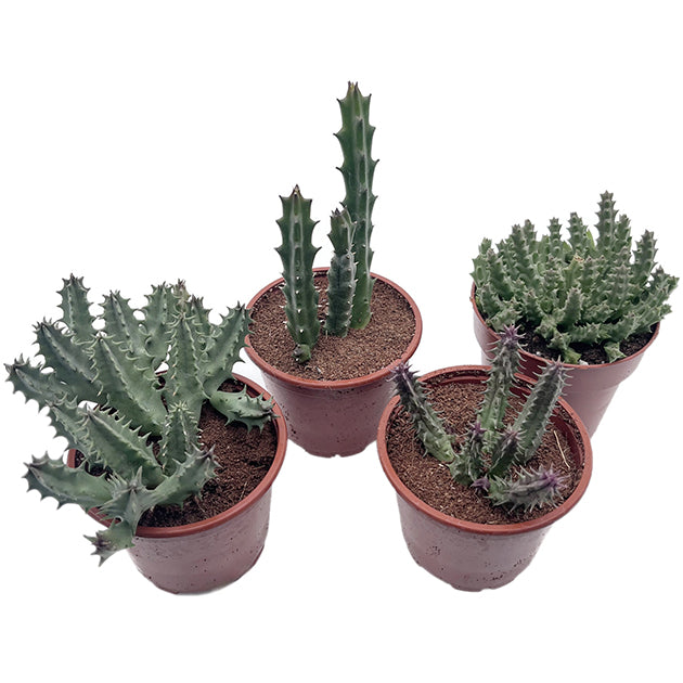 Stapelia Collection – seltene Aasblumen im 4er-Pack