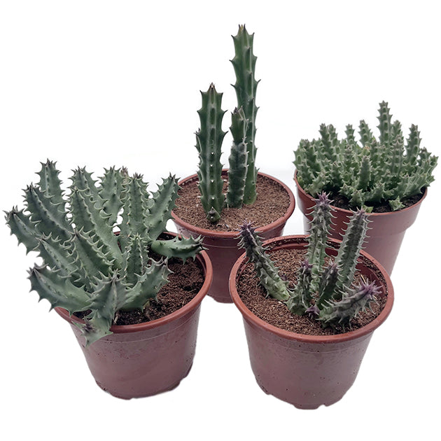 Stapelia Collection – seltene Aasblumen im 4er-Pack