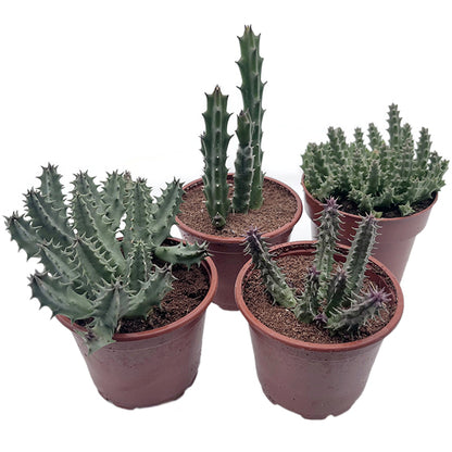 Stapelia Collection – seltene Aasblumen im 4er-Pack