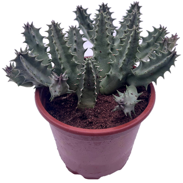 Stapelia Collection – seltene Aasblumen im 4er-Pack