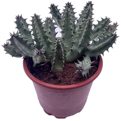 Stapelia Collection – seltene Aasblumen im 4er-Pack