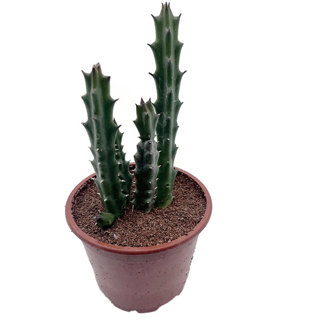 Stapelia Collection – seltene Aasblumen im 4er-Pack