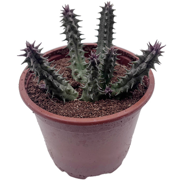 Stapelia Collection – seltene Aasblumen im 4er-Pack