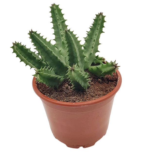 Stapelia Hybride - Aasblume