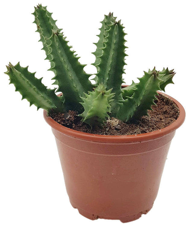Stapelia Hybride - Aasblume