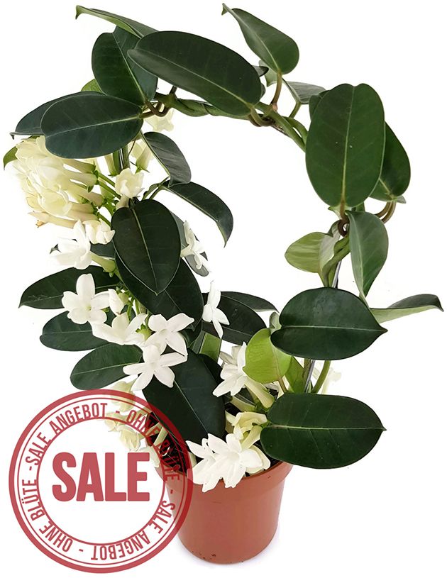 Stephanotis floribunda - Kranzschlinge SALE ohne Blüten