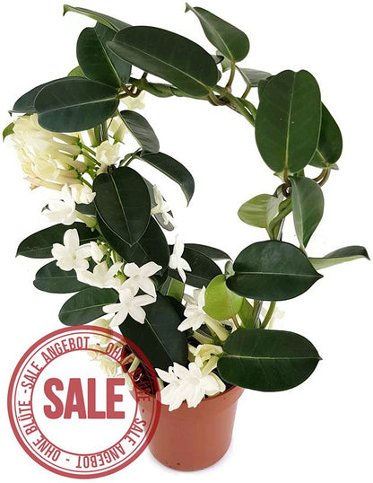 Stephanotis floribunda - Kranzschlinge SALE ohne Blüten