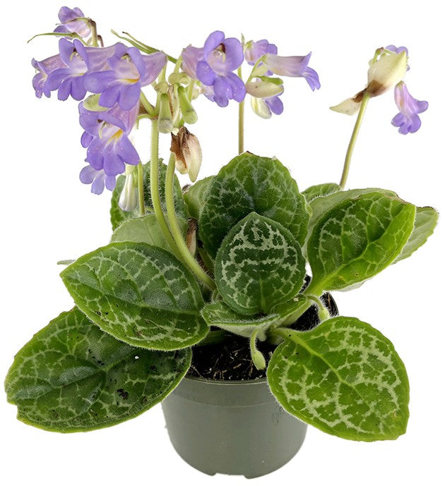 Streptocarpus &quot;Pretty Turtle&quot; - exotische Drehfrucht