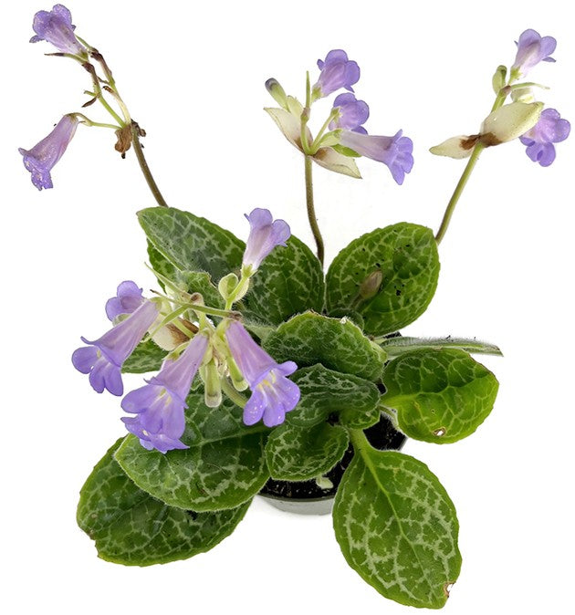 Streptocarpus &quot;Pretty Turtle&quot; - exotische Drehfrucht