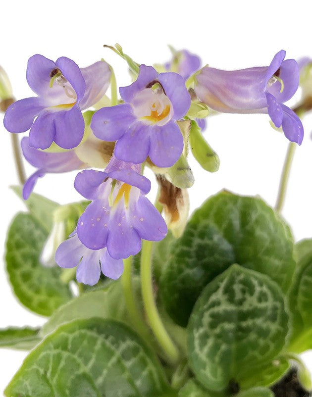 Streptocarpus &quot;Pretty Turtle&quot; - exotische Drehfrucht