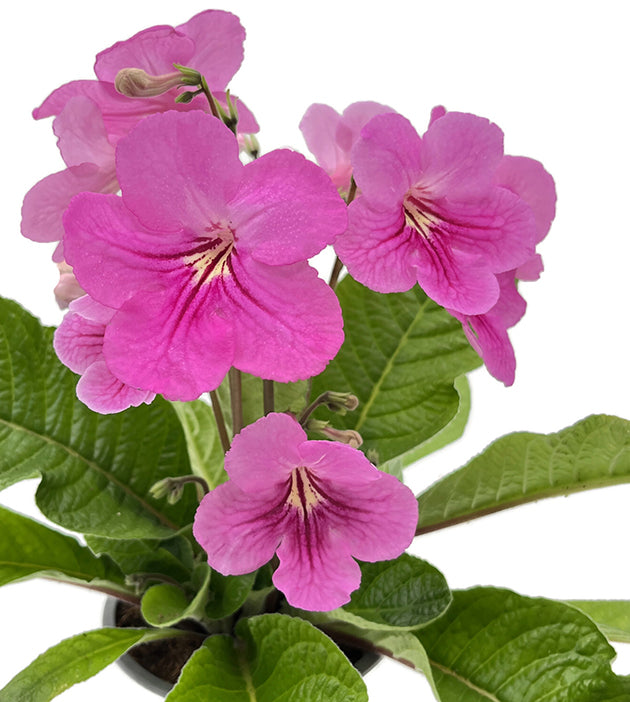 Streptocarpus &quot;Rosa-Fantasia&quot; - afrikanisches Veilchen