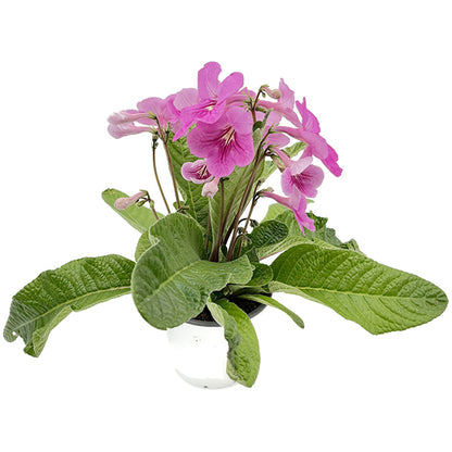 Streptocarpus &quot;Rosa-Fantasia&quot; - afrikanisches Veilchen