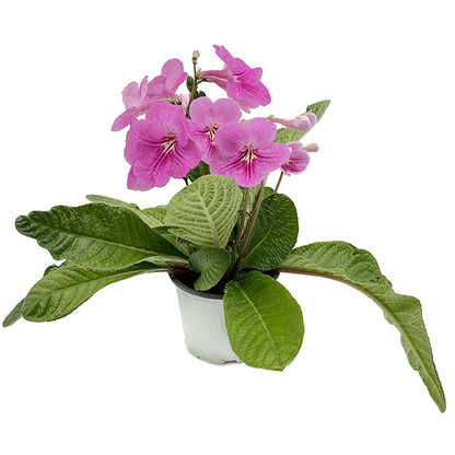 Streptocarpus &quot;Rosa-Fantasia&quot; - afrikanisches Veilchen