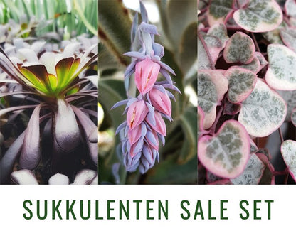 Happy SALE - Sukkulenten Set