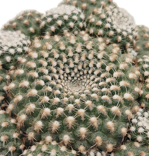 Sulcorebutia heliosoides - Kaktus