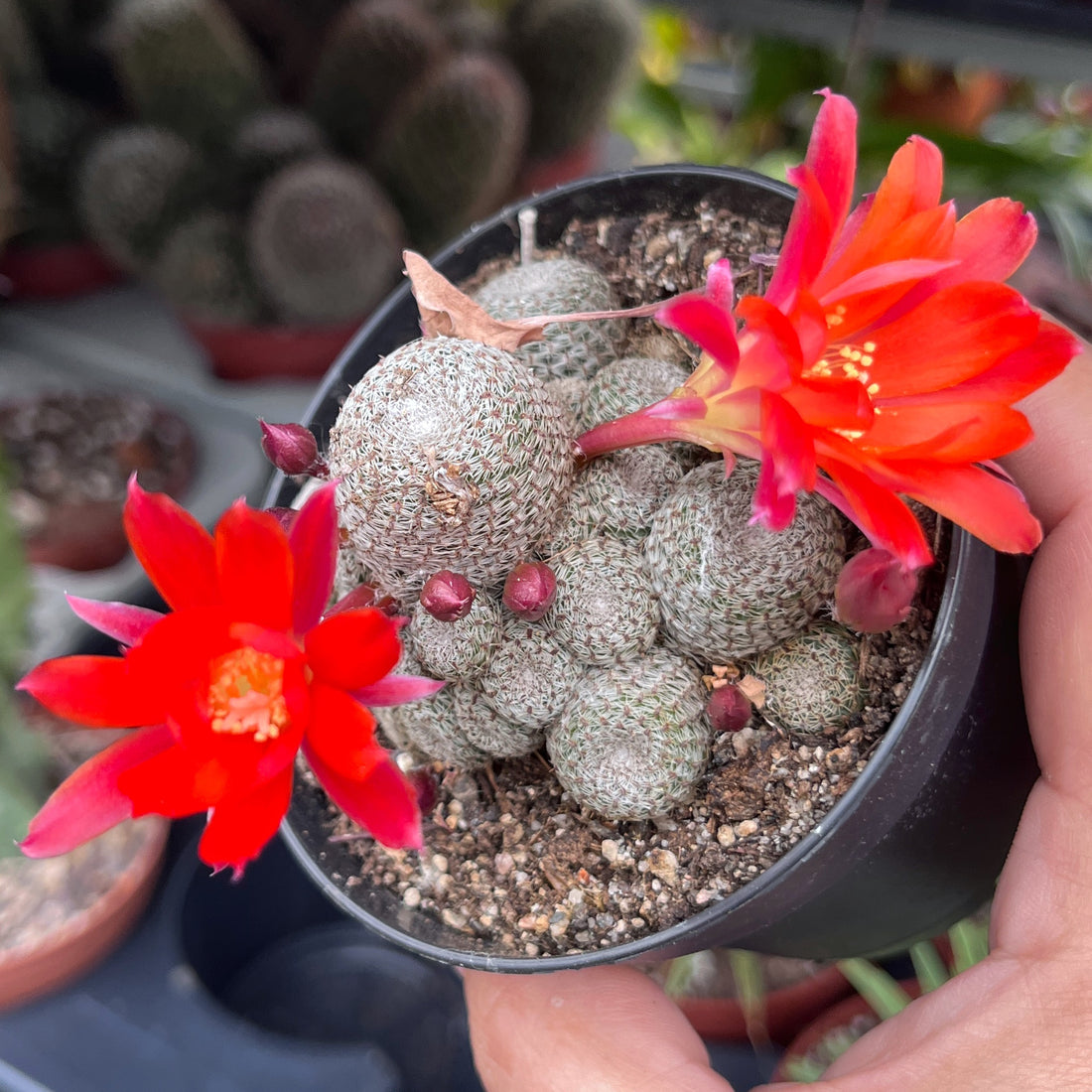 Sulcorebutia heliosa - Sonnenkaktus