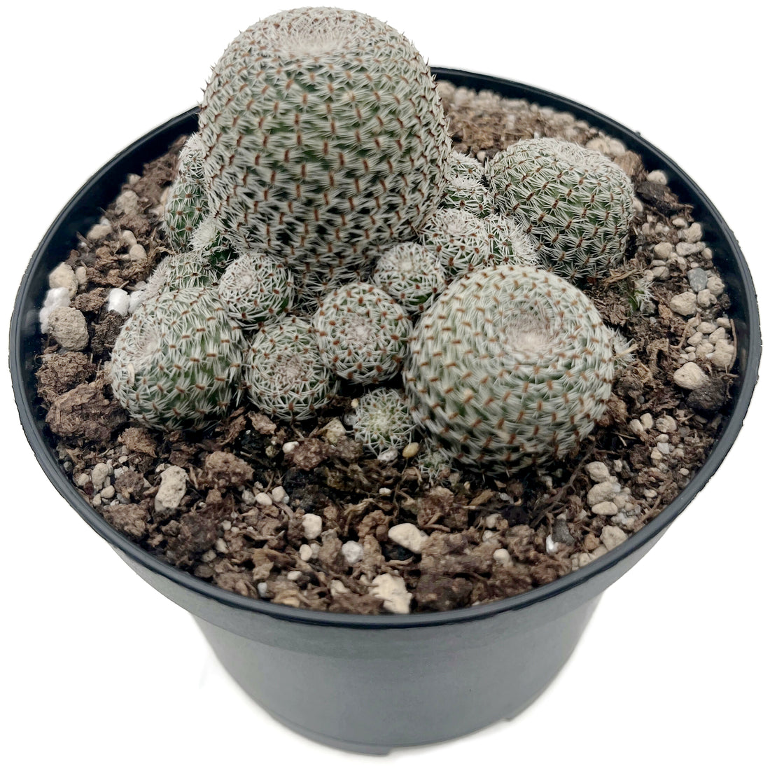 Sulcorebutia heliosa - Sonnenkaktus
